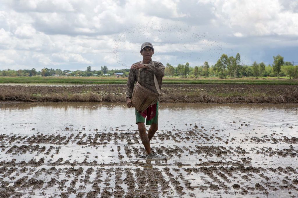 A farmer broadcasts seed onto a prepared field in Yangon's Twante Township on May 29. (Thuya Zaw | Frontier)